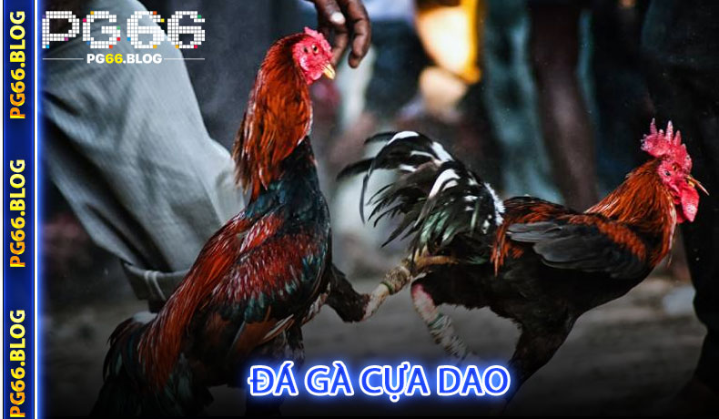 Đá Gà Cựa Dao