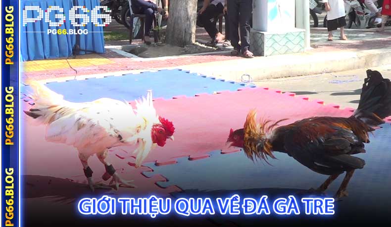 Giới thiệu qua về đá gà tre