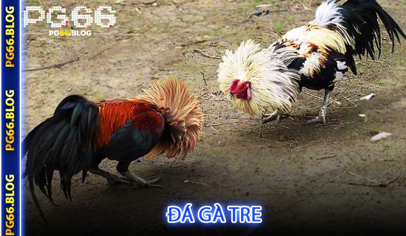 Đá gà tre