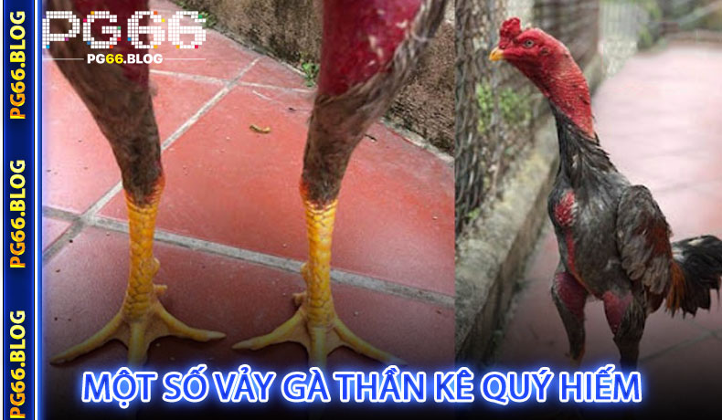 Một số vảy gà thần kê quý hiếm hiện nay