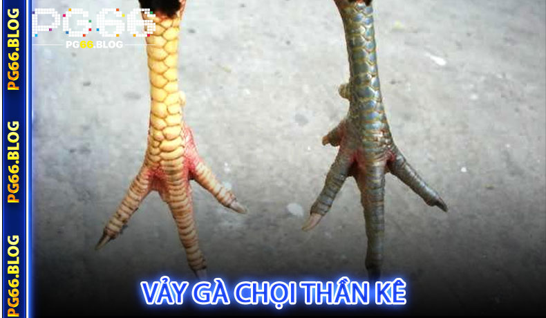 Vảy Gà Chọi Thần Kê